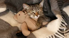 Kommer katten att vara tacksam för att ha räddats från gatan och fått ett nytt hem?