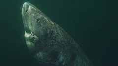 Den grönländska hajen är äldre än USA: hur ett havsrovdjur kan leva i över 400 år